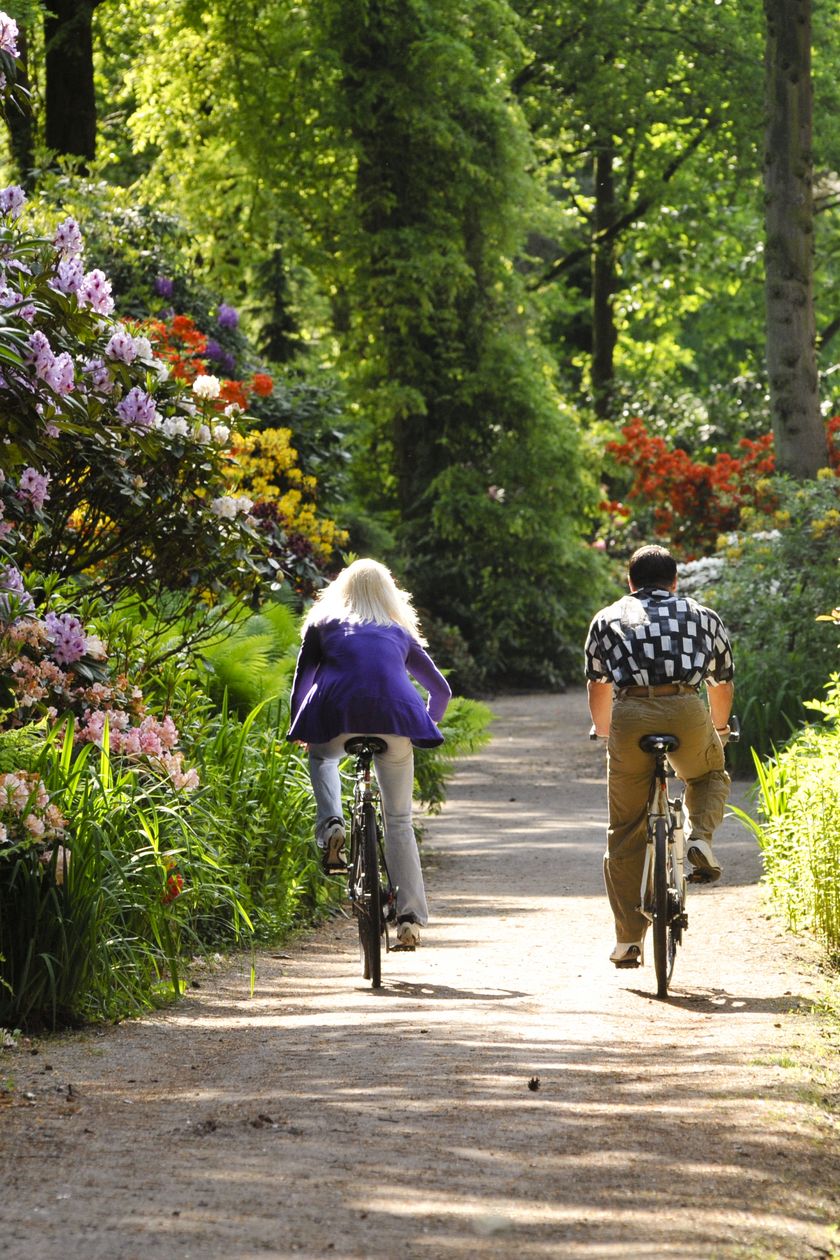 Zwei Radfahrer befahren einen Weg durch die bunten Rhododendren