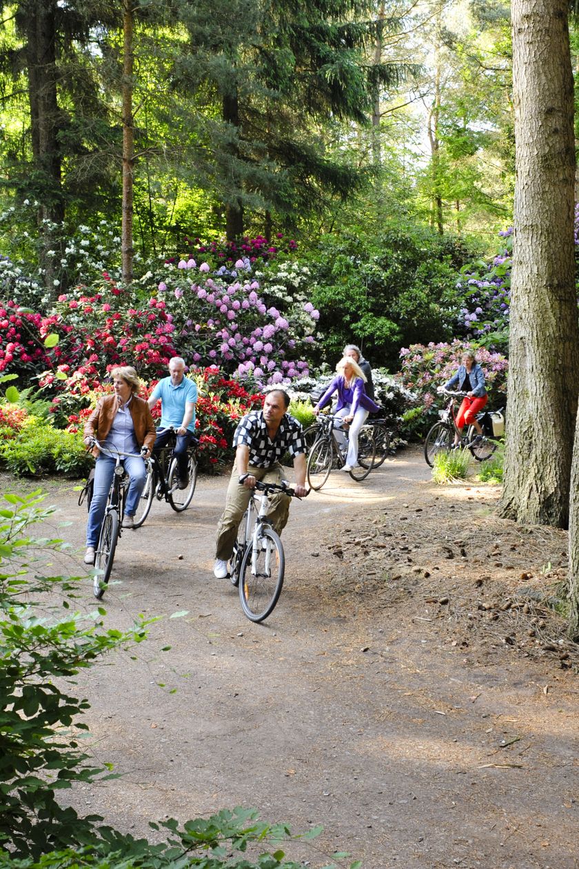 Eine Gruppe Radfahrer fährt an einer Wegekreuzung im Rhododendronpark Gristede